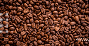 Grãos de café na colheita